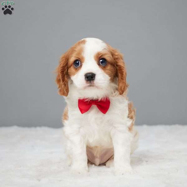 Cleo, Cavalier King Charles Spaniel Puppy